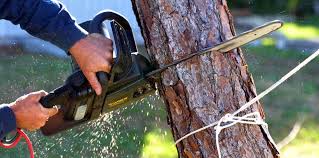 Best Tree Preservation Services  in Mount Hermon, VA