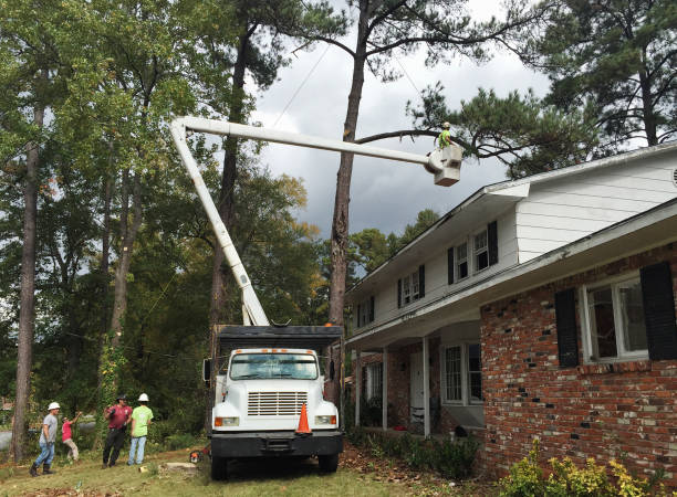 Best Tree Risk Assessment  in Mount Hermon, VA